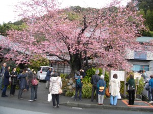 河津桜原木