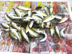 釣果の「豆アジ」です